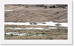 kuovit_curlews 3057 * 2182 x 1218 * (1.93MB)